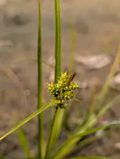 little green sedge thumbnail 1