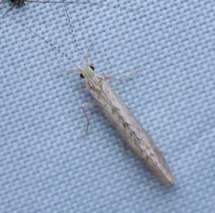 Radiant Long-horned Caddisfly thumbnail 1