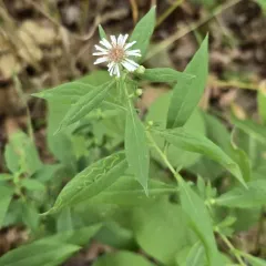 Ontario Aster thumbnail 3