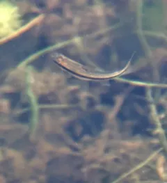 Bridle Shiner thumbnail 1