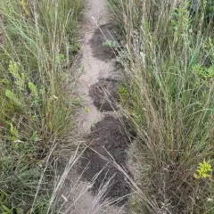 Plains Pocket Gopher thumbnail 2
