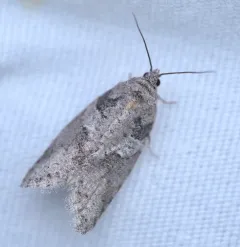 Gray-marked Tortricid thumbnail 3