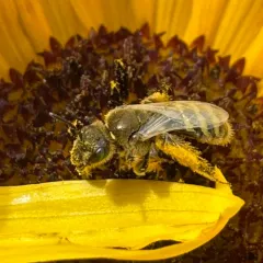 White-winged Fairy Bee thumbnail 4