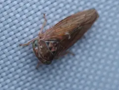 Idiocerus stigmaticalis thumbnail 2