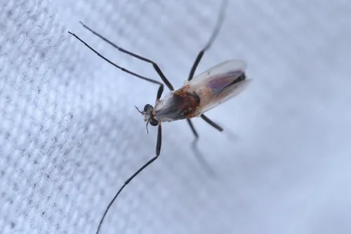 Cardiocladius obscurus