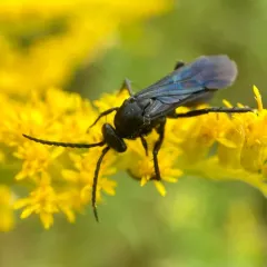 Paracyphononyx funereus thumbnail 1