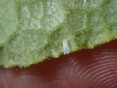 Silverleaf Whitefly
