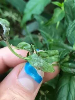 Willowherb Mildew thumbnail 1