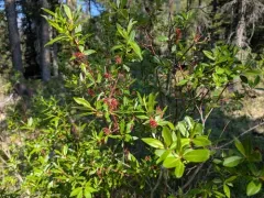 Farr's Willow thumbnail 2