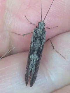 Say's Giant Caddisfly thumbnail 4