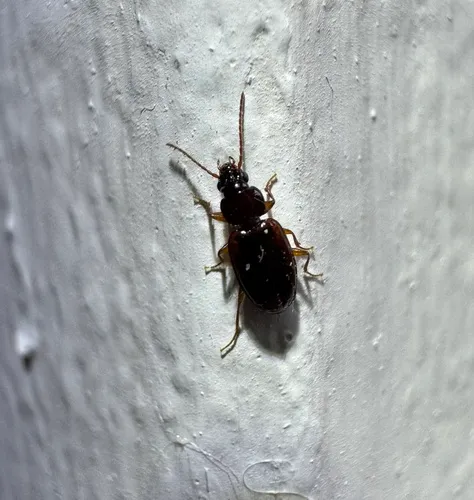 Trechus quadristriatus
