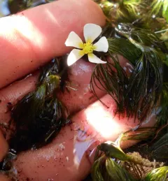 Thread-leaved Water-crowfoot thumbnail 2