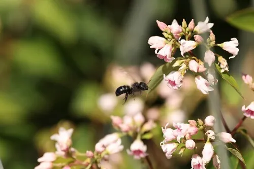 White-fronted Small-Mason