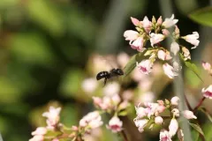 White-fronted Small-Mason thumbnail 1
