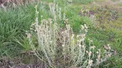 California cudweed thumbnail 2