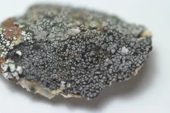 Single-spored Map Lichen thumbnail 3