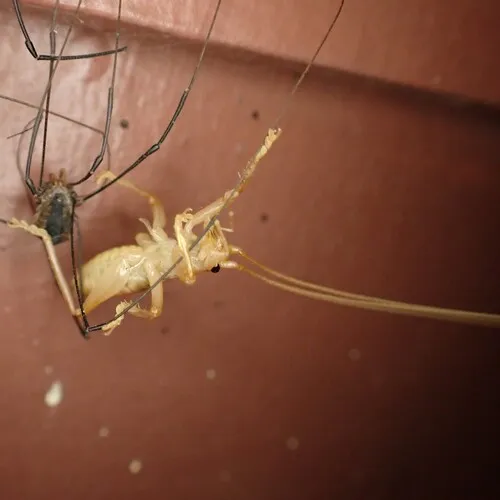 Carolina Leafroller Cricket