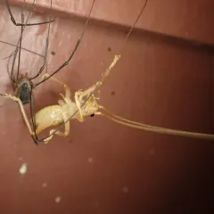 Carolina Leafroller Cricket thumbnail 1