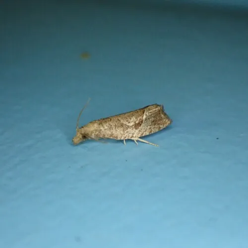Derelict Pelochrista Moth