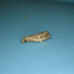 Derelict Pelochrista Moth thumbnail 1