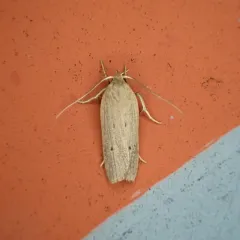 Gonioterma mistrella thumbnail 1