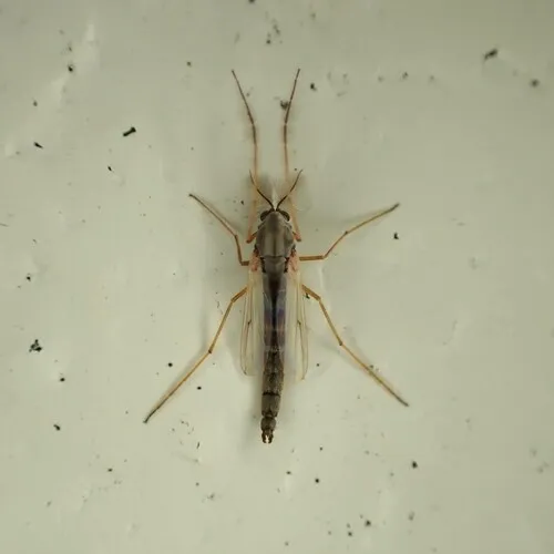 Glyptotendipes barbipes