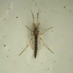 Glyptotendipes barbipes thumbnail 1