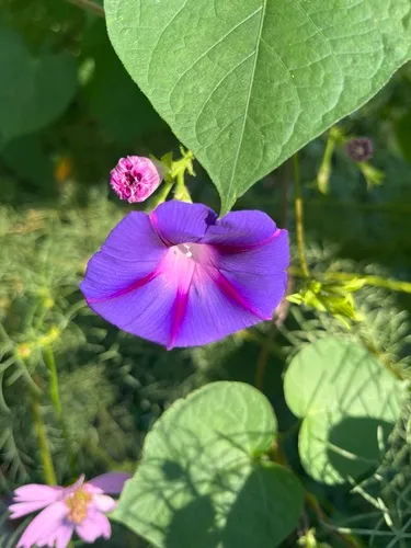 oceanblue morning glory