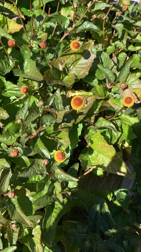 toothache plant