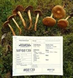 Pholiota molesta thumbnail 2