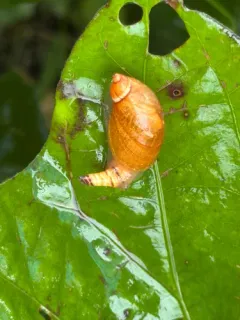 Leucochloridium variae thumbnail 2