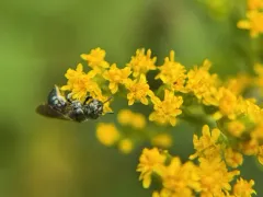 Ceratina dupla thumbnail 1