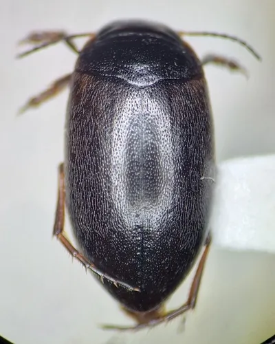 Hydroporus tenebrosus