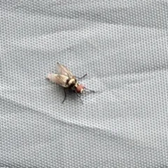 Anthomyia oculifera thumbnail 4