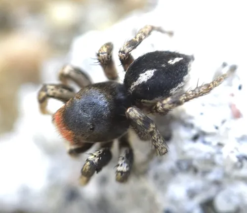 Habronattus waughi