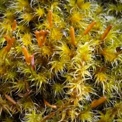 Yellow-green Rock Moss thumbnail 1