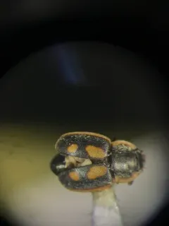 Epuraea flavomaculata thumbnail 2