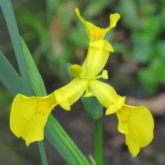 Yellow Iris thumbnail 4