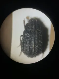 Trox variolatus thumbnail 4
