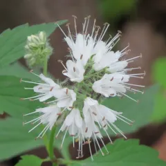 Virginia waterleaf thumbnail 3