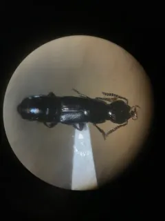 Quedionuchus longipennis thumbnail 4