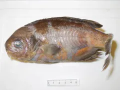 Barrelfish thumbnail 1