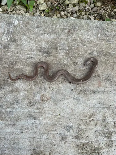 Smooth Earthsnake