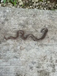 Smooth Earthsnake thumbnail 1