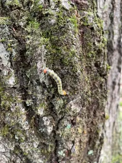 White-headed Prominent thumbnail 1
