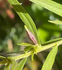 Goldentop Sessile Gall Midge thumbnail 2