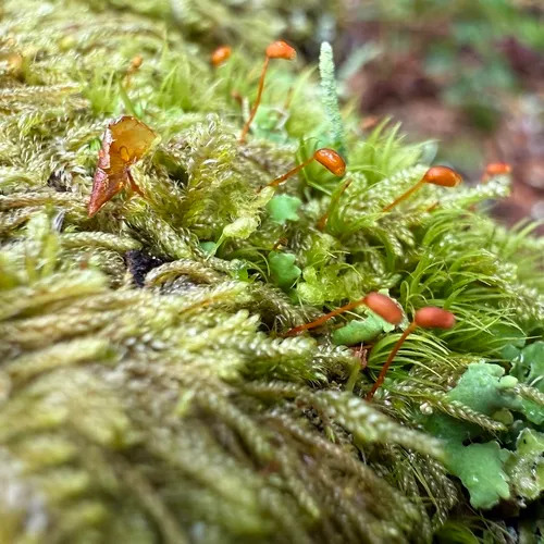 Coiled-leaf claw-moss