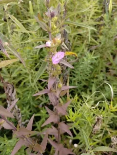 earleaf false foxglove thumbnail 3