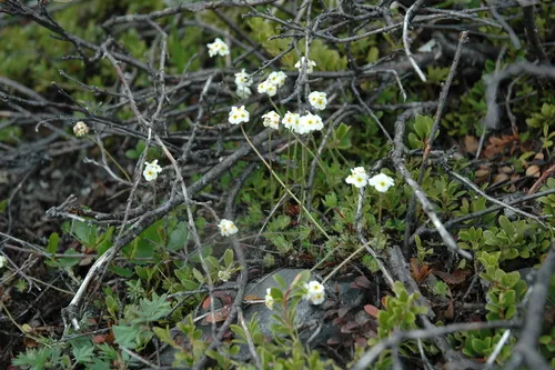 sweetflower rockjasmine
