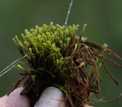 Tufted Fen-moss thumbnail 2